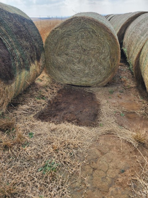 Eragrostis A-Grade 1.3m rolls